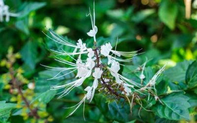 Blog 6 Manfaat Kumis Kucing Sebagai Obat Herbal